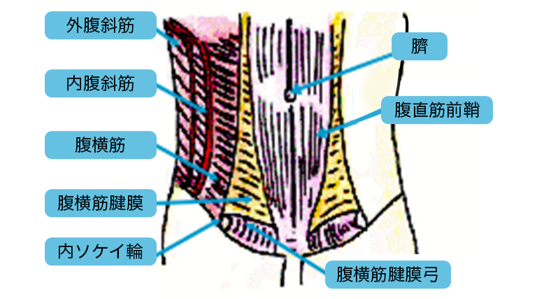 腹部筋肉層の解剖